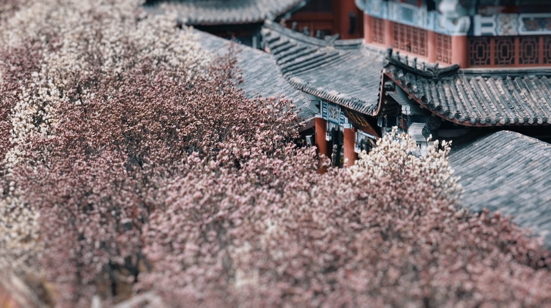 Spring Blooms in Qinhuangdao: A Floral Paradise 🌸 video poster