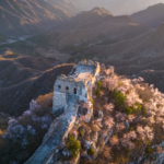 Spring Blooms Paint the Great Wall in Pink 🌸
