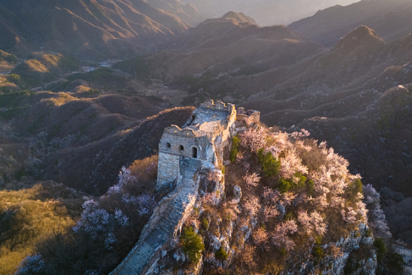 Spring Blooms Paint the Great Wall in Pink 🌸 Spring Blooms Paint the Great Wall in Pink 🌸