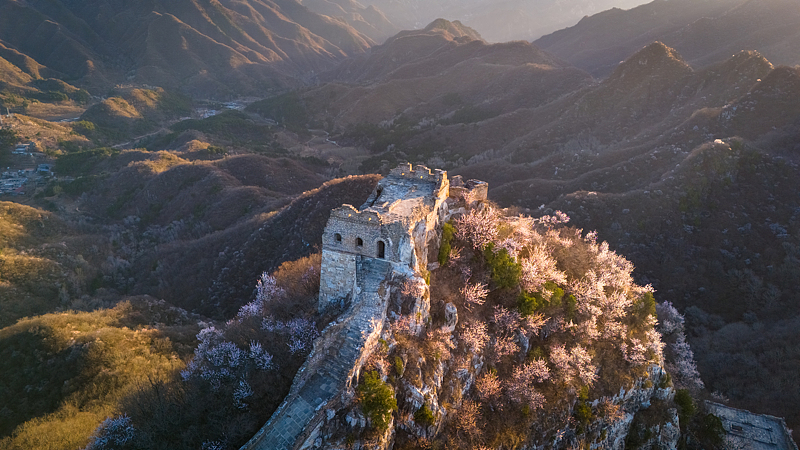 FKIWQ959OAGHLZVZE3PU - 🌍NewspaperAmigo – Your Global News Buddy 🗞️ Spring Blooms Paint the Great Wall in Pink 🌸