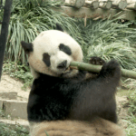 G4UW11S7XVQVCZXES1QY - 🌍NewspaperAmigo – Your Global News Buddy 🗞️ Macao's Panda Pavilion Becomes Global Hotspot 🐼🌍 video poster