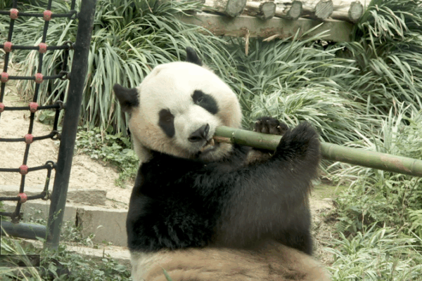 Macao's Panda Pavilion Becomes Global Hotspot 🐼🌍 video poster