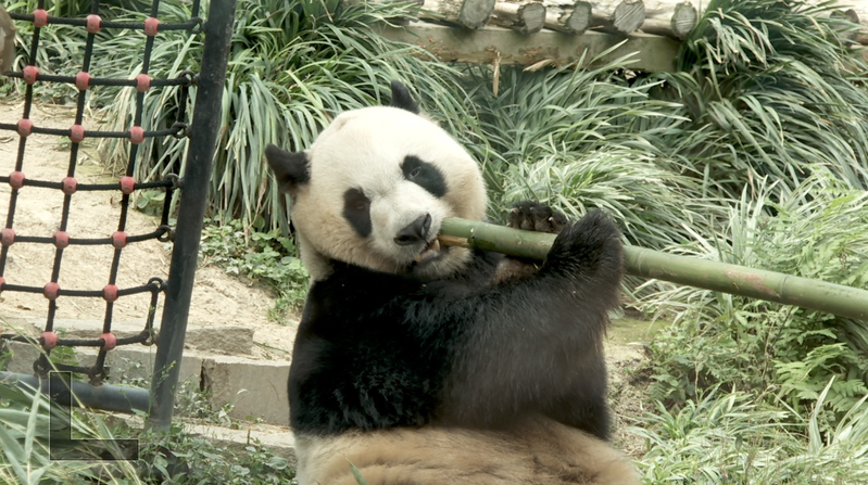 G4UW11S7XVQVCZXES1QY - 🌍NewspaperAmigo – Your Global News Buddy 🗞️ Macao's Panda Pavilion Becomes Global Hotspot 🐼🌍 video poster
