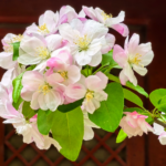 G63YF2GSRFVHOQNFD2X8 - 🌍NewspaperAmigo – Your Global News Buddy 🗞️ Crabapple Blossoms Paint Beijing’s Fayuan Temple in Spring Hues 🍃🌸