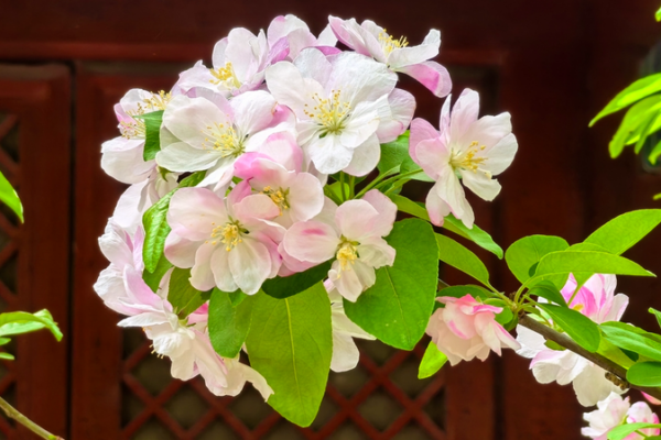 Crabapple Blossoms Paint Beijing’s Fayuan Temple in Spring Hues 🍃🌸 Crabapple Blossoms Paint Beijing’s Fayuan Temple in Spring Hues 🍃🌸