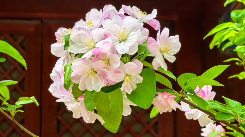 Crabapple Blossoms Paint Beijing’s Fayuan Temple in Spring Hues 🍃🌸
