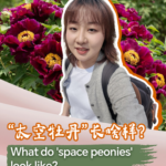 GG4CGUASZFVS6A75GCL0 - 🌍NewspaperAmigo – Your Global News Buddy 🗞️ Blossoming Wonders: China's 'Space Peonies' Revealed! 🌸🚀 video poster