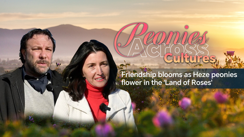 🌺 Peonies Meet Roses: Heze Blooms Celebrate China-Bulgaria Friendship video poster