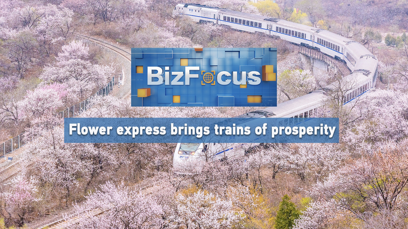 🌸 Blossom Boom: How China’s ‘Flower Express’ is Fueling Rural Prosperity video poster