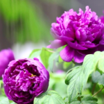 J1T7RNNXRJLCP6FR17IT - 🌍NewspaperAmigo – Your Global News Buddy 🗞️ Peonies Power Diplomacy at 2025 Global Forum 🌸✌️ video poster