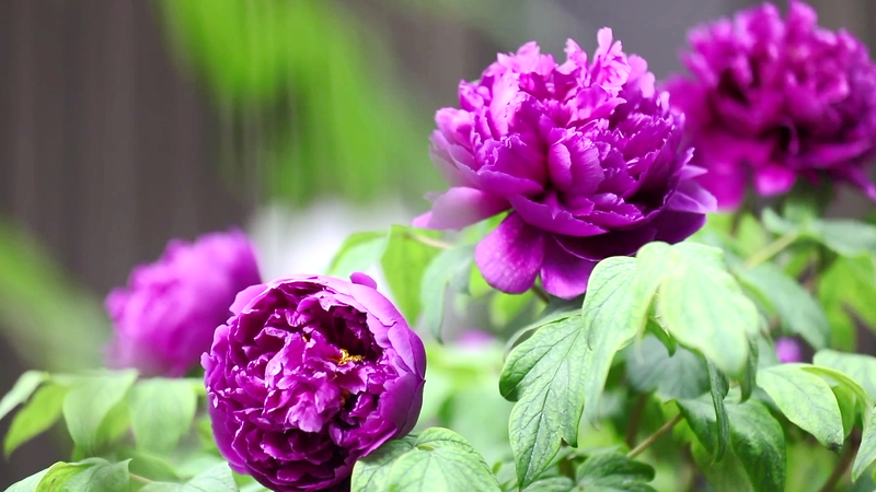 Peonies Power Diplomacy at 2025 Global Forum 🌸✌️ video poster