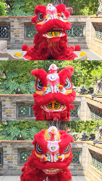 JOG636VTZD9EELETIQRL - 🌍NewspaperAmigo – Your Global News Buddy 🗞️ Lion Shows Off Every Human Emotion: From Sleepy Blinks to Drama Queen Twitches 🦁 video poster