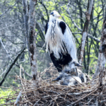 JSFFAABDH55R42QY60I4 - 🌍NewspaperAmigo – Your Global News Buddy 🗞️ Nursery in the Sky: Grey Herons Thrive in Shanxi’s Treetop Haven 🌳🦢 video poster