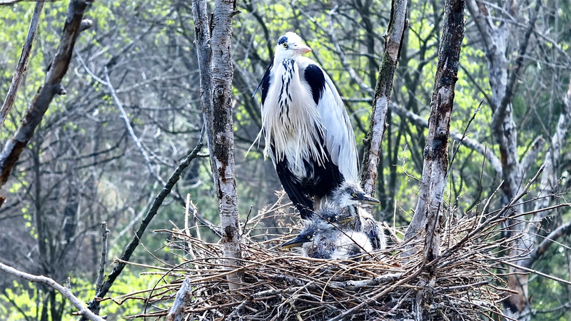 Nursery in the Sky: Grey Herons Thrive in Shanxi’s Treetop Haven 🌳🦢 video poster