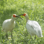 Crested Ibis Revival: China’s 'Oriental Gem' Soars Back 🌾🐦 video poster