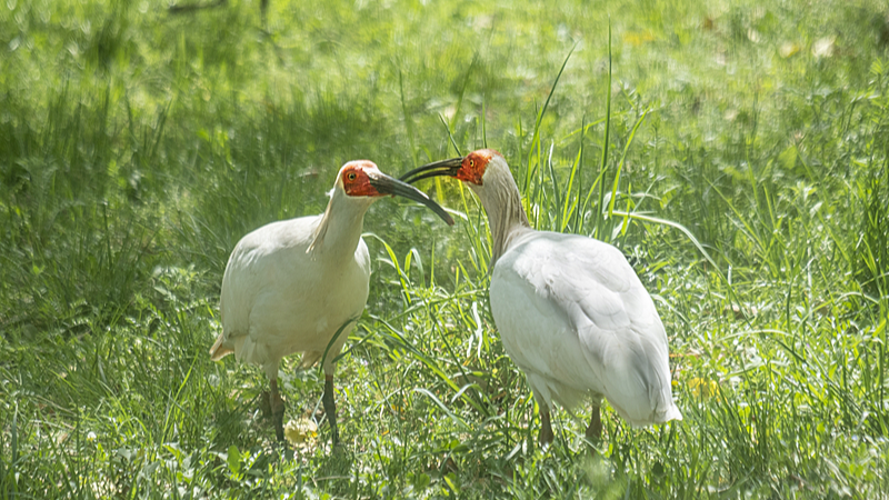 Crested Ibis Revival: China’s 'Oriental Gem' Soars Back 🌾🐦 video poster