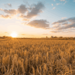 KGK13R06HTDMNYLPNFX0 - 🌍NewspaperAmigo – Your Global News Buddy 🗞️ 🌾 From City Life to Rice Fields: How Smartphones Are Revolutionizing Farming
