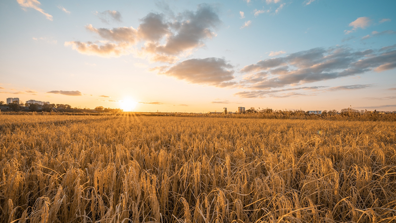 🌾 From City Life to Rice Fields: How Smartphones Are Revolutionizing Farming