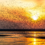 KYCHF32472MSKIPF39MY - 🌍NewspaperAmigo – Your Global News Buddy 🗞️ Wings Over Wetlands: Migratory Birds Thrive in NE China 🌿🦢