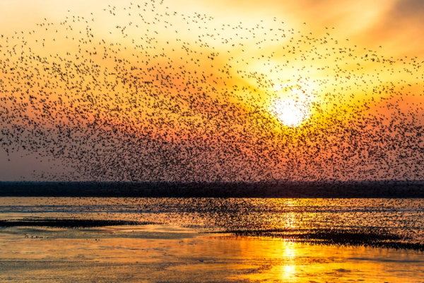 Wings Over Wetlands: Migratory Birds Thrive in NE China 🌿🦢 Wings Over Wetlands: Migratory Birds Thrive in NE China 🌿🦢