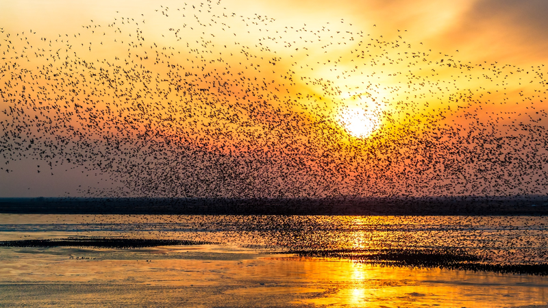 Wings Over Wetlands: Migratory Birds Thrive in NE China 🌿🦢