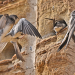 Sand Martins Thrive 🐦🚧: Construction Pauses to Protect Hatchlings in China’s Yangtze Ecosystem
