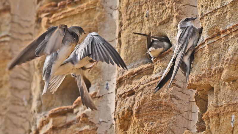 Sand Martins Thrive 🐦🚧: Construction Pauses to Protect Hatchlings in China’s Yangtze Ecosystem