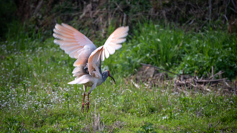 Crested Ibis Soars Back: China’s Conservation Success 🌿🐦 video poster