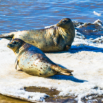 M9ZU9L5UUY3CLCXOG3FN - 🌍NewspaperAmigo – Your Global News Buddy 🗞️ Spotted Seal Population Booms in China’s Wetlands 🦭🌿