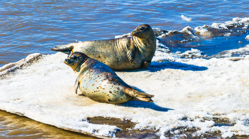 Spotted Seal Population Booms in China’s Wetlands 🦭🌿