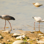 O8FOTHMVFDMMVS1M3ZRL - 🌍NewspaperAmigo – Your Global News Buddy 🗞️ Rare Stork Sighting Sparks Excitement in China’s Guizhou 🌿📸
