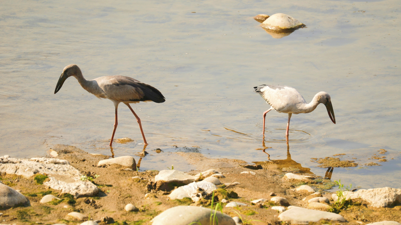 Rare Stork Sighting Sparks Excitement in China’s Guizhou 🌿📸