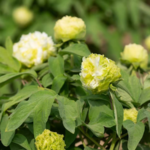 Peony Power: China’s Blooming Ambassadors 🌸 Captivate Global Hearts