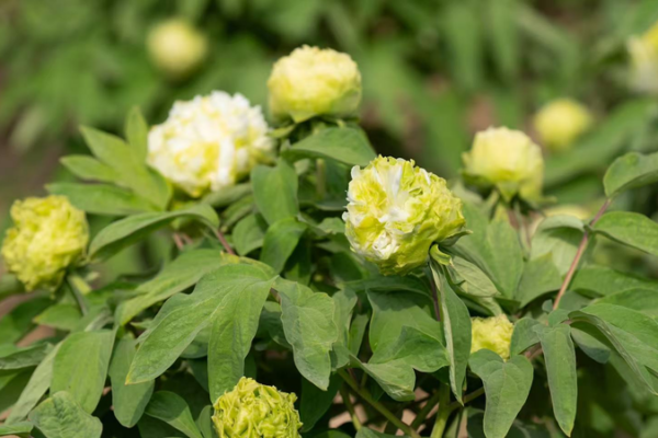 Peony Power: China’s Blooming Ambassadors 🌸 Captivate Global Hearts Peony Power: China’s Blooming Ambassadors 🌸 Captivate Global Hearts