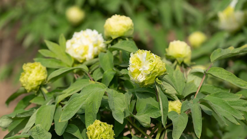 Peony Power: China’s Blooming Ambassadors 🌸 Captivate Global Hearts