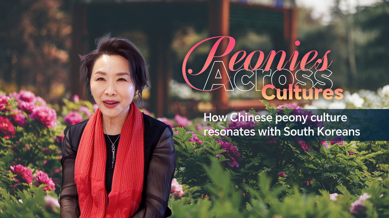 Peony Power: How China’s Bloom Connects Cultures 🌸🇨🇳🇰🇷 video poster