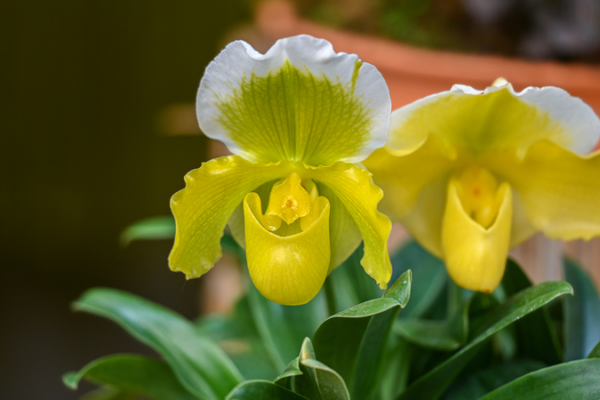 Lost & Found: Tech Revives China’s ‘Extinct’ Flower 🌸🛰️ Lost & Found: Tech Revives China’s 'Extinct' Flower 🌸🛰️