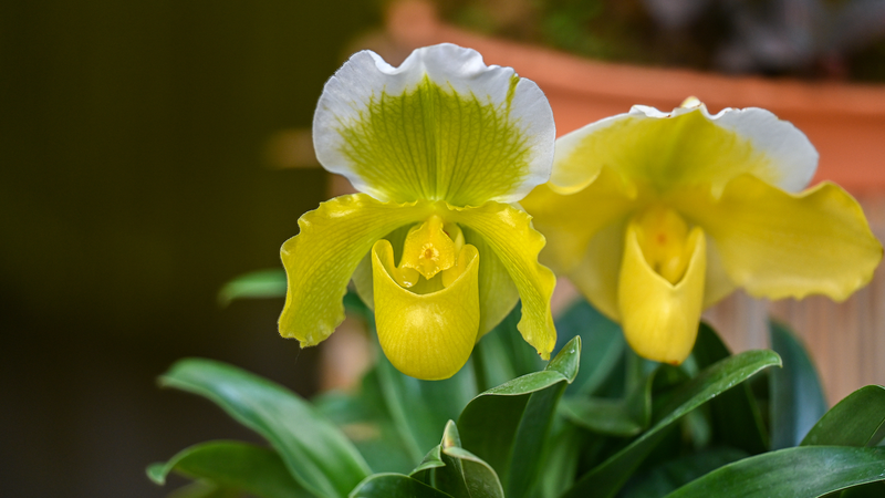 OMCJFKBSC9CZ7S1R22DA - 🌍NewspaperAmigo – Your Global News Buddy 🗞️ Lost & Found: Tech Revives China’s 'Extinct' Flower 🌸🛰️