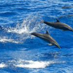 China Experts Push for Global Ocean Unity 🌊🤝