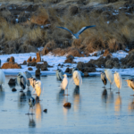 Li Xian Sparks Bird Photography Craze in China 🐦📸