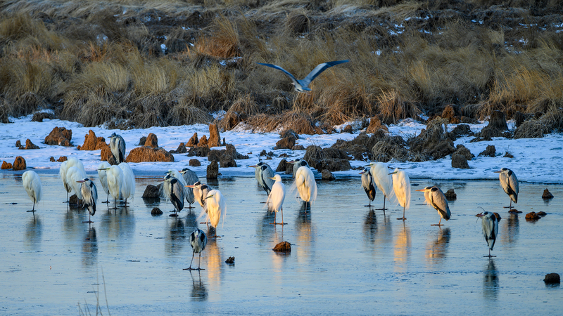 Li Xian Sparks Bird Photography Craze in China 🐦📸