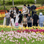 QIQEVQIH0Y6RZL9VRLJV - 🌍NewspaperAmigo – Your Global News Buddy 🗞️ Spring's Colorful Canvas: Taiyuan's Tulip Fever Blooms 🌷✨ video poster