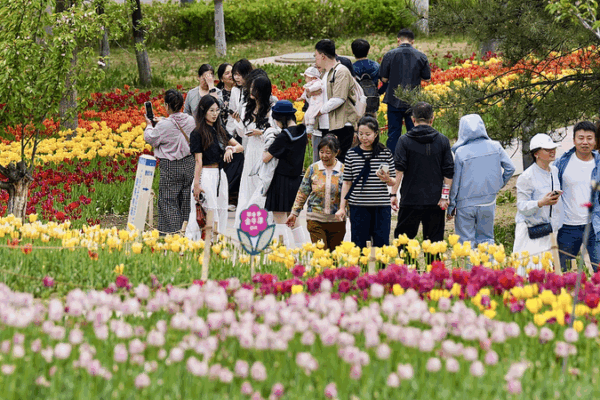 Spring's Colorful Canvas: Taiyuan's Tulip Fever Blooms 🌷✨ video poster