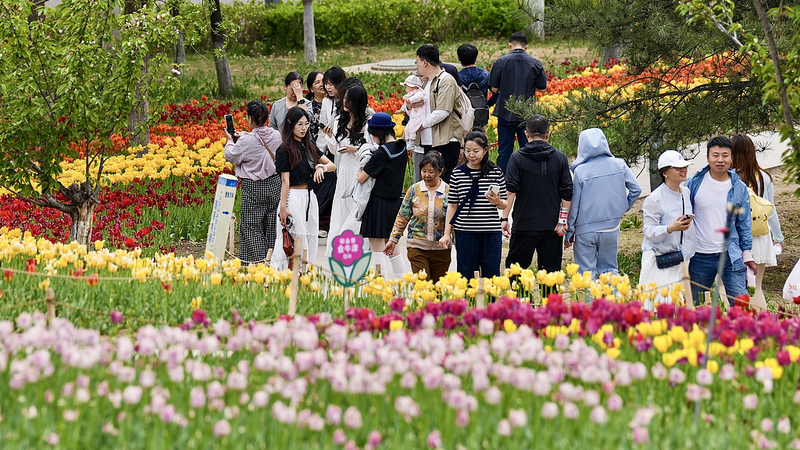 QIQEVQIH0Y6RZL9VRLJV - 🌍NewspaperAmigo – Your Global News Buddy 🗞️ Spring's Colorful Canvas: Taiyuan's Tulip Fever Blooms 🌷✨ video poster