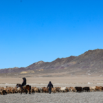 QMMSNR89A3JULXPGUOKY - 🌍NewspaperAmigo – Your Global News Buddy 🗞️ Spring Migration Goes High-Tech: Xinjiang Herders Use ‘Sheep Buses’ 🚌🐑 video poster