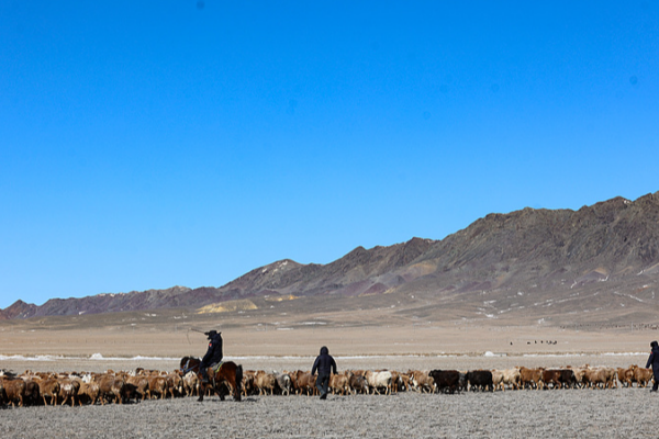 Spring Migration Goes High-Tech: Xinjiang Herders Use ‘Sheep Buses’ 🚌🐑 Spring Migration Goes High-Tech: Xinjiang Herders Use ‘Sheep Buses’ 🚌🐑 video poster