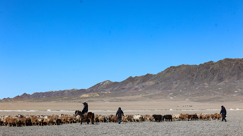 QMMSNR89A3JULXPGUOKY - 🌍NewspaperAmigo – Your Global News Buddy 🗞️ Spring Migration Goes High-Tech: Xinjiang Herders Use ‘Sheep Buses’ 🚌🐑 video poster