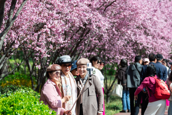 Qingming Festival Sparks Travel Boom & New Travel Trends 🚗🌸