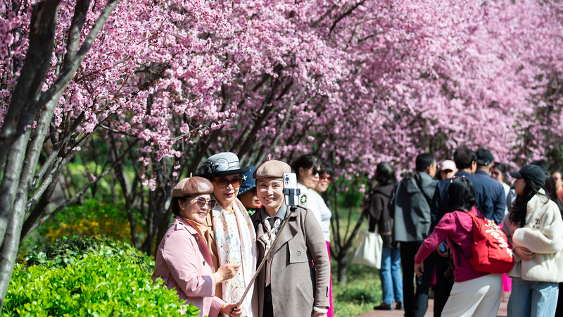 Qingming Festival Sparks Travel Boom & New Travel Trends 🚗🌸