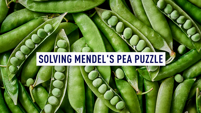 China-UK Team Decodes Genetics of Mendel’s Peas 🌱🔍 video poster